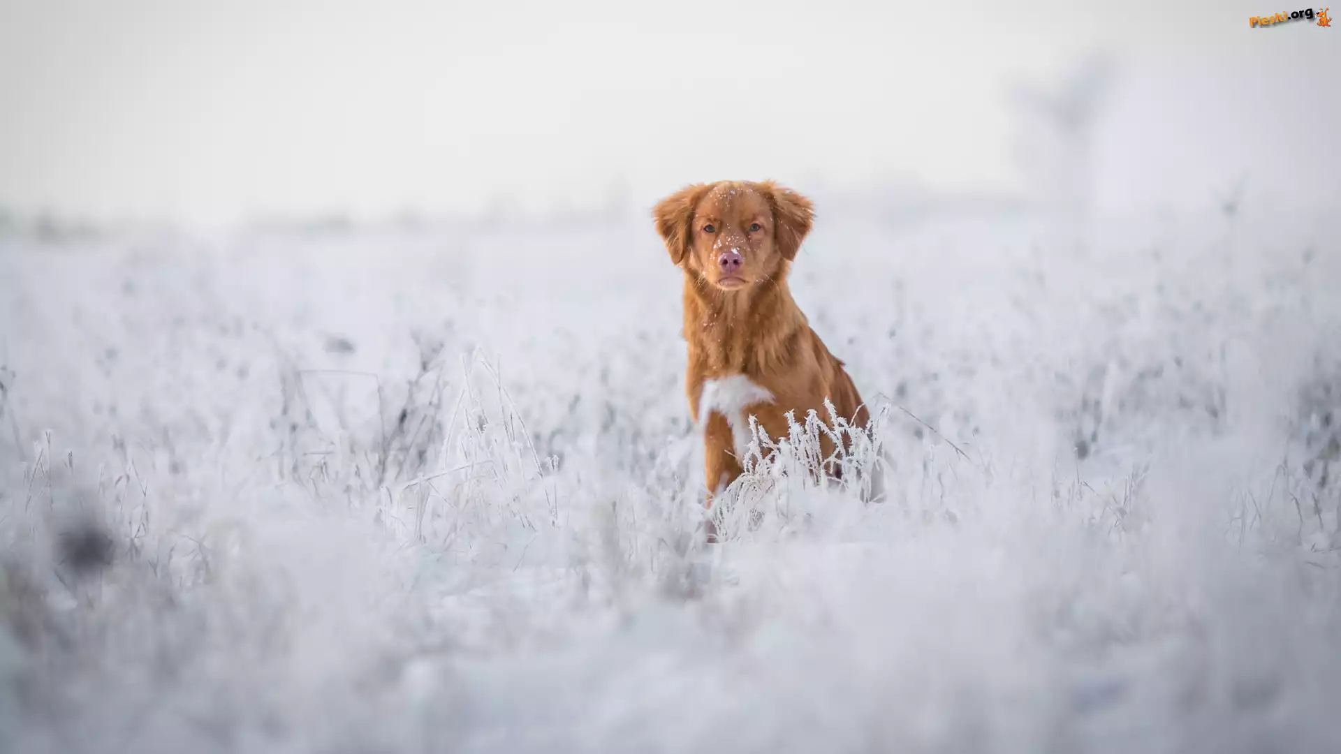 Pies, Retriever z Nowej Szkocji, ¦nieg
